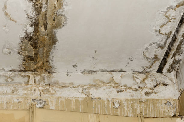 Mold Documentation for Insurance Claims in Newburgh Heights, OH